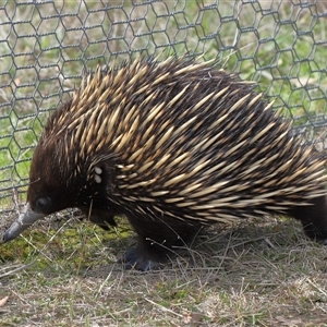 Tachyglossus aculeatus at Bonner, ACT - 28 Sep 2024