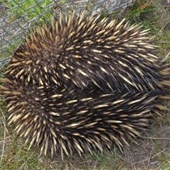 Tachyglossus aculeatus at Bonner, ACT - 28 Sep 2024