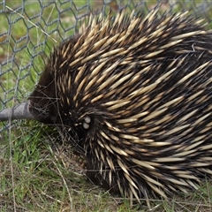 Tachyglossus aculeatus at Bonner, ACT - 28 Sep 2024