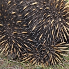 Tachyglossus aculeatus at Bonner, ACT - 28 Sep 2024