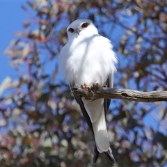 Elanus axillaris (Black-shouldered Kite) at Throsby, ACT - 8 Aug 2024 by TimL