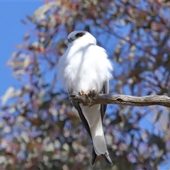 Elanus axillaris at Throsby, ACT - 8 Aug 2024 11:53 AM