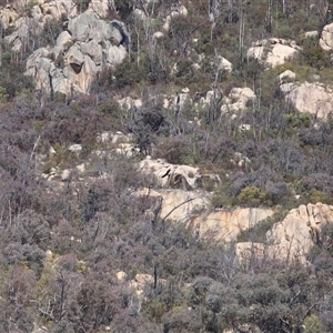 Aquila audax at Tharwa, ACT - 10 Aug 2024 01:15 PM