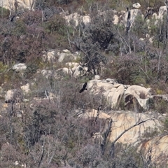 Aquila audax at Tharwa, ACT - 10 Aug 2024 01:15 PM