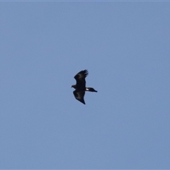 Aquila audax at Tharwa, ACT - 10 Aug 2024 01:15 PM