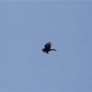 Aquila audax at Tharwa, ACT - 10 Aug 2024 01:15 PM