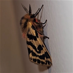 Ardices curvata (Crimson Tiger Moth) at Braidwood, NSW - 30 Oct 2024 by MatthewFrawley