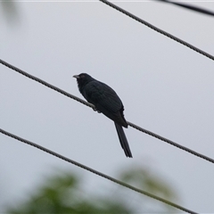 Eudynamys orientalis (Pacific Koel) at Higgins, ACT - 29 Oct 2024 by AlisonMilton