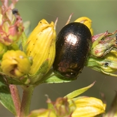 Chrysolina quadrigemina (Greater St Johns Wort beetle) at Weetangera, ACT - 25 Oct 2024 by AlisonMilton