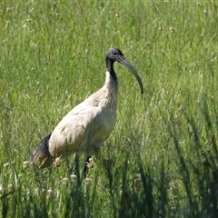 Threskiornis molucca (Australian White Ibis) at Watson, ACT - 29 Oct 2024 by AniseStar