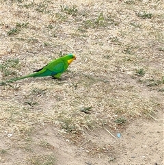 Polytelis swainsonii (Superb Parrot) at Mawson, ACT - 29 Oct 2024 by KateU