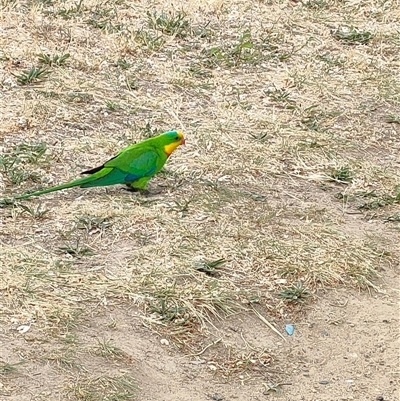 Polytelis swainsonii (Superb Parrot) at Mawson, ACT - 30 Oct 2024 by KateU
