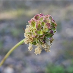 Sanguisorba minor (Salad Burnet, Sheep's Burnet) at Lake George, NSW - 29 Oct 2024 by trevorpreston