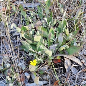 Goodenia hederacea subsp. hederacea at Lake George, NSW - 30 Oct 2024 07:54 AM