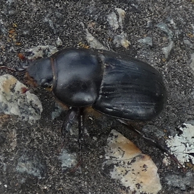 Dasygnathus sp. (genus) at Queanbeyan West, NSW - 29 Oct 2024 by Paul4K