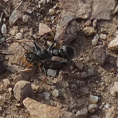 Myrmecia sp., pilosula-group (Jack jumper) at Queanbeyan West, NSW - 29 Oct 2024 by Paul4K