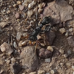 Myrmecia sp., pilosula-group at Queanbeyan West, NSW - 30 Oct 2024 07:30 AM