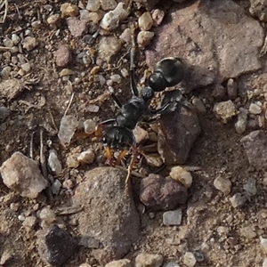 Myrmecia sp., pilosula-group at Queanbeyan West, NSW - 30 Oct 2024 07:30 AM