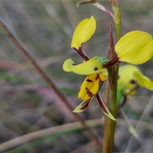 Diuris sulphurea at Lake George, NSW - 30 Oct 2024