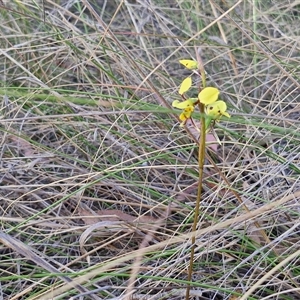 Diuris sulphurea at Lake George, NSW - 30 Oct 2024