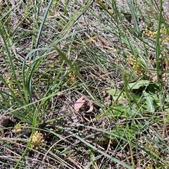 Lomandra filiformis subsp. coriacea (Wattle Matrush) at Whitlam, ACT - 26 Oct 2024 by sangio7