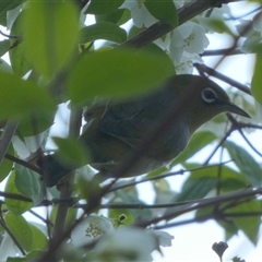 Zosterops lateralis (Silvereye) at Queanbeyan, NSW - 29 Oct 2024 by Paul4K