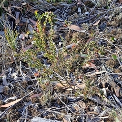 Acacia gunnii at Lake George, NSW - 30 Oct 2024