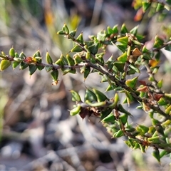 Acacia gunnii at Lake George, NSW - 30 Oct 2024