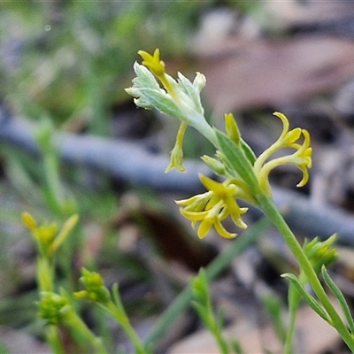 Pimelea curviflora (Curved Rice-flower) at Lake George, NSW - 29 Oct 2024 by trevorpreston