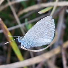 Zizina otis (Common Grass-Blue) at Lake George, NSW - 29 Oct 2024 by trevorpreston