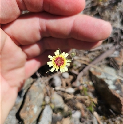 Tolpis barbata (Yellow Hawkweed) at Oaks Estate, ACT - 29 Oct 2024 by CapitalReptileSpecialists