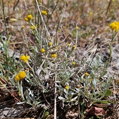 Chrysocephalum apiculatum (Common Everlasting) at Oaks Estate, ACT - 29 Oct 2024 by CapitalReptileSpecialists