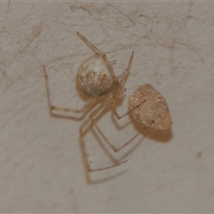 Cryptachaea gigantipes at Conder, ACT - 20 Feb 2024 08:58 PM