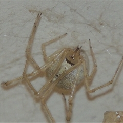 Cryptachaea gigantipes at Conder, ACT - 20 Feb 2024 08:58 PM