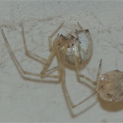Cryptachaea gigantipes at Conder, ACT - 20 Feb 2024 08:58 PM