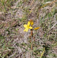 Bulbine bulbosa (Golden Lily, Bulbine Lily) at Whitlam, ACT - 26 Oct 2024 by sangio7