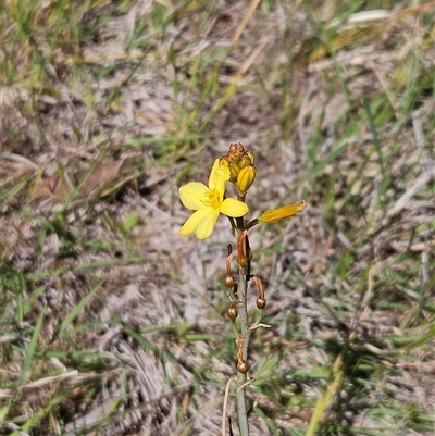 Bulbine bulbosa (Golden Lily, Bulbine Lily) at Whitlam, ACT - 26 Oct 2024 by sangio7