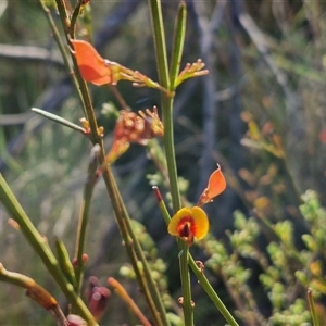 Daviesia leptophylla at Lake George, NSW - 30 Oct 2024 07:48 AM