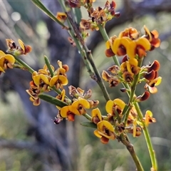 Daviesia leptophylla at Lake George, NSW - 30 Oct 2024 07:48 AM