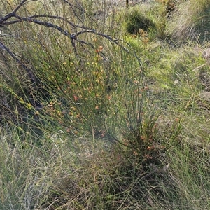 Daviesia leptophylla at Lake George, NSW - 30 Oct 2024 07:48 AM