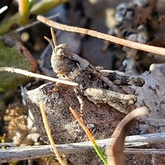 Unidentified Grasshopper (several families) at Lake George, NSW - 29 Oct 2024 by trevorpreston