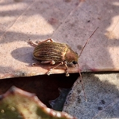 Edusella lineata (Leaf beetle) at Lake George, NSW - 30 Oct 2024 by trevorpreston