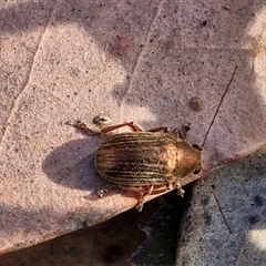 Edusella lineata at Lake George, NSW - 30 Oct 2024 07:45 AM