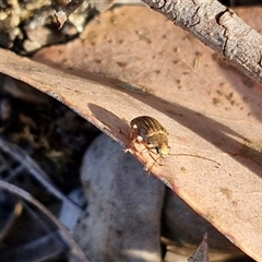 Edusella lineata at Lake George, NSW - 30 Oct 2024 07:45 AM