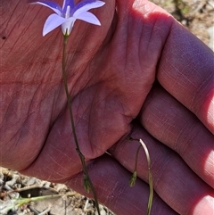 Wahlenbergia capillaris (Tufted Bluebell) at Whitlam, ACT - 26 Oct 2024 by sangio7