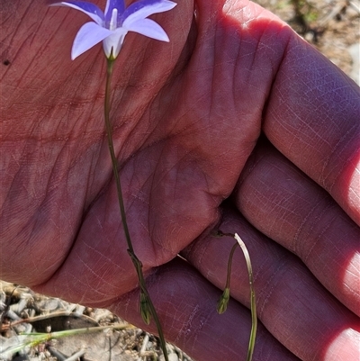 Wahlenbergia capillaris (Tufted Bluebell) at Whitlam, ACT - 26 Oct 2024 by sangio7