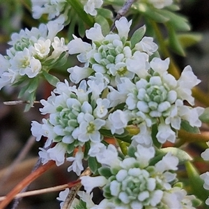 Poranthera microphylla at Lake George, NSW - 30 Oct 2024 07:43 AM