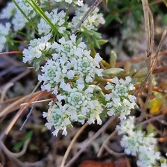 Poranthera microphylla at Lake George, NSW - 30 Oct 2024 07:43 AM