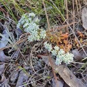 Poranthera microphylla at Lake George, NSW - 30 Oct 2024 07:43 AM