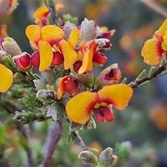 Dillwynia sericea (Egg And Bacon Peas) at Lake George, NSW - 29 Oct 2024 by trevorpreston